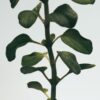 Oregano Body Lotion
